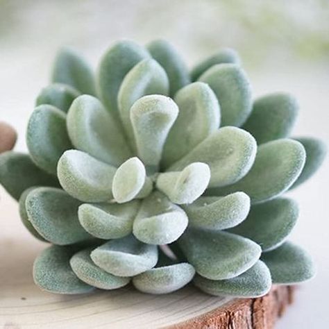 Amazon.com: Neomark 4 Pack Flocked Green Artificial Succulent Cactus Plants Echeveria Unpotted Long Stem for Wreath Making Wedding Bouquet Making 3.33”Wide x 5”Tall: Home & Kitchen Sugar Molds Decor, Bouquet Making, Hanging Plants Outdoor, Paper Cactus, Paper Succulents, Felt Succulents, Cactus Party, Cactus Diy, Diy Felt