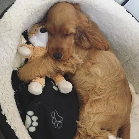 Helpful Things, Cocker Spaniel Puppies, Cocker Spaniel Dog, Really Cute Dogs, Puppies And Kitties, Train Your Dog, Spaniel Puppies, Super Cute Animals