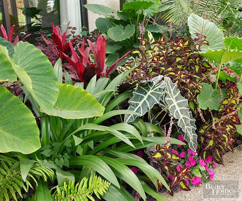 You don't need to live near the equator to enjoy the beauty of tropical plants. As long as the temperatures are hot and humid, tropical plants will reward you with colorful foliage and flowers all summer long. This grouping includes Alocasia, coleus, impatiens, African mask plant, elephant's ear, and Cuphea. Tropical Shade Plants Florida, Tropical Garden Design Layout, Elephant Ear Companion Plants, Tropical Cottage Garden, Landscape Florida, Subtropical Garden, Night Hawk, Tropical Landscape Design, California Plants