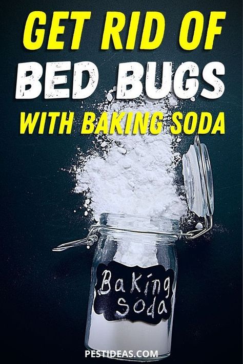 How To Get Rid Of Bed Bugs Fast Diy, Bed Bugs How To Get Rid Of, Bed Bugs Essential Oils, Bed Bug Remedies, Homemade Flea Spray, Bedbugs Removal, Bed Bug Trap, Bed Bug Spray, Diy Bug Spray