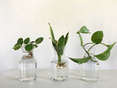 How to Propagate Your Plants: Three Easy Ways to Make Two Plants Out of One Diy Plant Propagation, Multiplier Des Plantes Grasses, Tree In Water, Propagate In Water, Propagated Plants, Propagate Succulents From Leaves, Propagate Plants, Plant Room Ideas, Indoor Water Garden