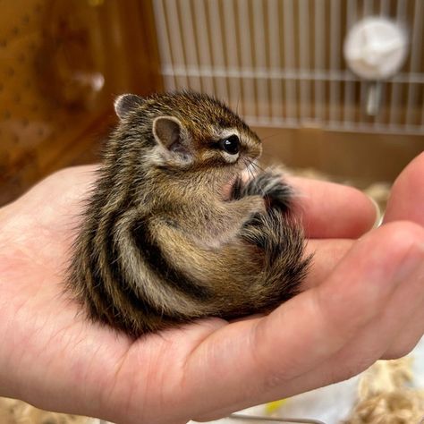 Chipmunk Aesthetic, Pet Chipmunk, Chipmunk Cute, Baby Chipmunk, Tiktok Trends, Dvd Case, Adorable Animals, Chipmunks, Strawberry Shortcake