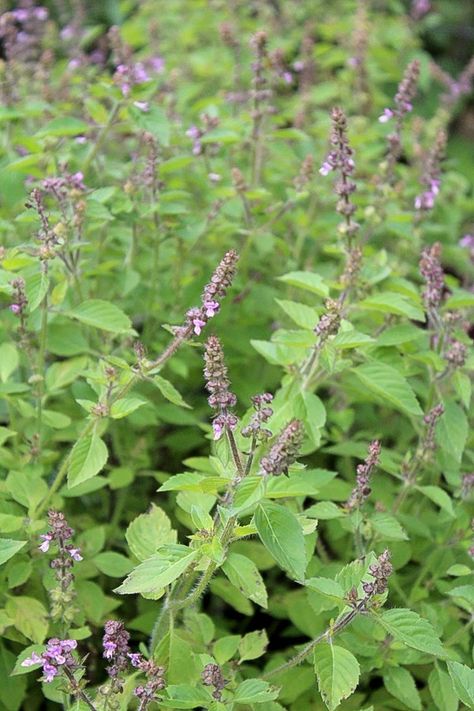 Tulsi growing outdoors in early autumn in zone 4. This patch was 2 small plants in the spring, but they expanded rapidly. Tulasi Plant, Tulsi Plant, Aquaponic Gardening, Backyard Plan, Herbal Plants, Holy Basil, Tea Garden, Room With Plants, Healing Herbs