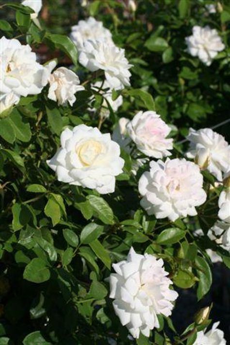 Rosa 'Iceberg' (Floribunda) Iceberg Climbing Rose, Floribunda Rose, Floribunda Roses, Mountain Nursery, Print Twitter, Climbing Rose, Plant Catalogs, Specimen Trees, Plant Guide