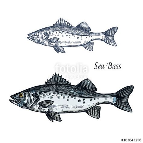 Bass Fish Tattoo, Sea Bass Fish, Seafood Design, Bass Fish, Fish Tattoo, Sea Bass, Bass Fishing, Photoshop Actions, Fish Tattoos