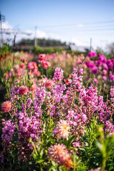 Our Favorite Filler Flowers for Fantastic Bouquets - Triple Wren Farms Best Filler Flowers, Filler Flowers For Arrangements, Focal Flowers, Dahlia Flower Garden, Growing Cut Flowers, Flowers To Grow, Fall Color Schemes, Flower Farming, Cut Flower Farm