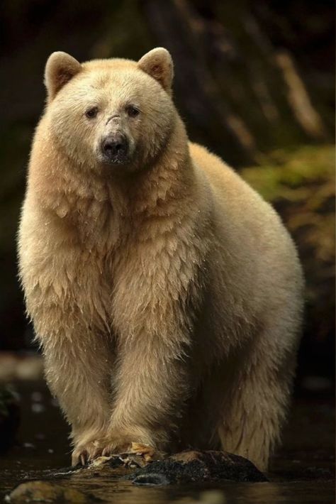 Spirit Bear Touching Spirit Bear, Kermode Bear, Golden Bear, Spirit Bear, Bear Pictures, Dirty Blonde, Love Bear, Grizzly Bear, Black Bear