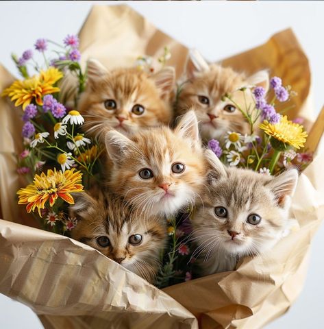 Kittens With Flowers, Kitten Bouquet, Cat Bouquet, Flowers And Cats, Bokeh Photography, Kuching, Animal Cute, Birthday Wish, Cat 2