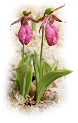 Provincial flower of Prince Edward Island  - Lady slipper Lady Slipper Flower, Pink Lady Slipper, Orchid Seeds, Plant Bud, Lady Slipper Orchid, Lady Slipper, Types Of Orchids, Woodland Flowers, Rare Orchids