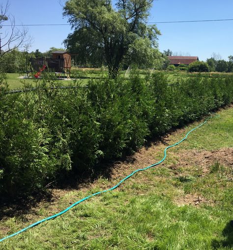 Ontario White Cedar Trees - Eastern Evergreen Visually Pleasing, White Cedar, Cedar Trees, Fencing, Ontario, To Create, Trees, White, Nature