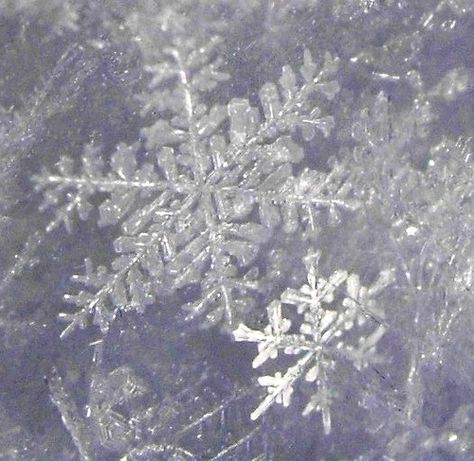 Did you know that a self-educated #Vermont farmer, in a small rural town (named Jericho) very similar to our Carol Falls, discovered that no two snowflakes are alike? Wilson A. Bentley (1865-1931) became the first person to photograph a single snow crystal, more commonly called snowflakes, in 1885. A FROST FAMILY #CHRISTMAS adopted a #snowflake as the unofficial emblem for our #holiday #book series. Winter Princess, Snow Crystal, Snow Fairy, Snow Princess, Winter Fairy, Snow Flakes, Ice Princess, Snow Angels, Winter Beauty