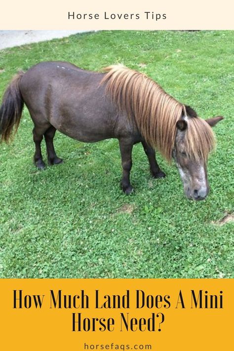 The maintenance and care of mini-horses are no different from those of large horses and ponies, with only one amendment – the size of the baby. So, in the ordinary stall size 3 × 4 m usually holds 2-3 miniature horses, depending on their caliber. #horses #horsefood #horsefoodthebest #Horsehealth #horseracing #horseracingphotography #horseracingtips #horseracingcruelty #horseracingkills Mini Horse Farm, Small Arenas Horse, Mini Horse Cart, Miniature Horse Stalls, Horse Driving, Driving Horses, Miniature Horse Tack, Horse Paddock, Horse Food