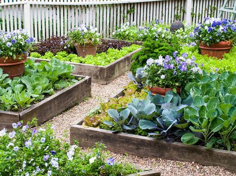 Home Vegetable Garden Design, Vegetable Garden Beds, Raised Vegetable Gardens, Potager Garden, Edible Landscaping, Veg Garden, Home Vegetable Garden, Vegetable Garden Design, Small Space Gardening