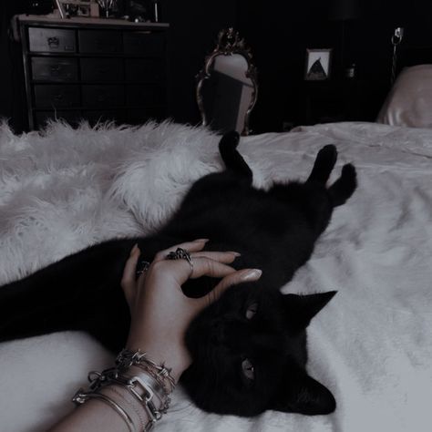 Freya Mikaelson, Black Cat Aesthetic, Catty Noir, Pinturas Disney, Witch Aesthetic, Cat Aesthetic, Character Aesthetic, Pretty Cats, Beautiful Cats