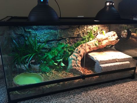 Baby Tegu Enclosure Skink Lizard Habitats, Tegu Enclosure Ideas, Blue Tongued Skink Enclosure, Blue Tongue Lizard Enclosure, Pet Snake Habitat, Tegu Lizard Enclosure, Blue Tongue Skink Enclosure Ideas, Blue Tounged Skink Enclosure, Bioactive Snake Enclosure