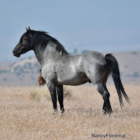 EXOFNn3XsAAISsH (2048×2048) Blue Roan Horse, Kiger Mustang, Wild Stallion, Wallpapers Beautiful, Open Range, Horse Inspiration, Mustang Horse, Blue Roan, Most Beautiful Horses