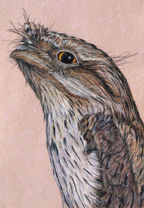 Birdland Series - Portraits of Australian Birds, Gallery 2 — Rachel Newling Rachel Newling, Series Drawings, Tawny Frogmouth, Australian Parrots, Wildlife Landscape, All Drawings, Animal Illustration Art, Australian Native Flowers, Australian Wildlife