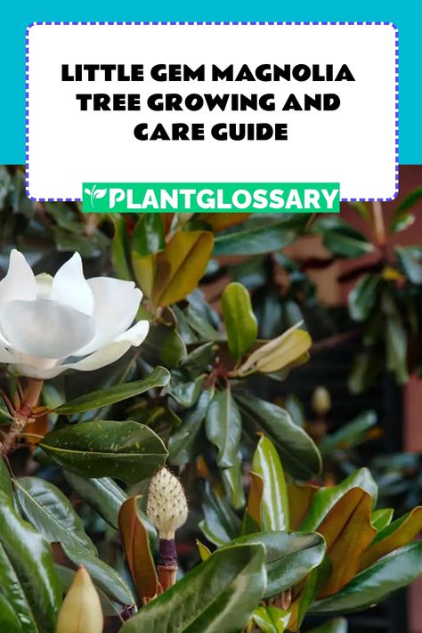 Little Gem Magnolia Tree Growing and Care Guide Magnolia Tree Care, Evergreen Magnolia Tree, How To Propagate Magnolia Tree, Propagate Magnolia Tree, Little Gem Magnolia Tree Landscaping, Growing Magnolia Trees From Seed, Magnolia Tree Landscaping, Royal Star Magnolia Trees, White Magnolia Tree