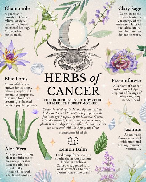 Medicine Garden, Medicinal Herbs Garden, Medical Herbs, Magic Herbs, Magical Herbs, Herbal Apothecary, Natural Healing Remedies, Herbal Healing, Herbal Magic