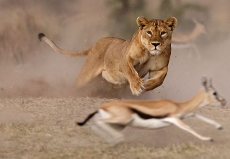 Third place in Wildlife: "Lioness Hunt" by Pierluigi Rizzato Lion Hunting, Elephant Shrew, Animal Hunting, Lion Photography, Africa Wildlife, Festival Photo, Wildlife Pictures, Animal Print Wallpaper, African Lion