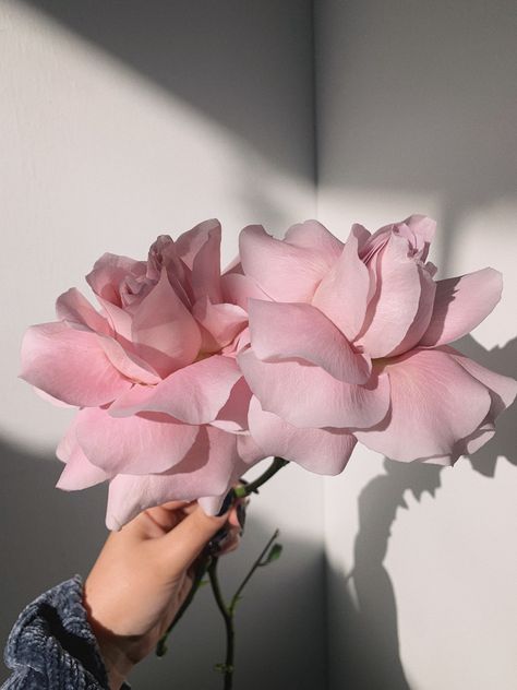 Light Pink Roses Aesthetic, Reflex Roses, Room Decor Candles, Reflexed Roses, Light Room Decor, Stop And Smell The Flowers, Green Floral Design, Flower Types, Boquette Flowers