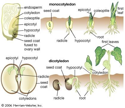 (Top) Monocotyledon (internal structures of a corn seed with stages of germination). Nutrients are stored in the cotyledon and endosperm tissue. The radicle and hypocotyl (region between the cotyledon and radicle) give rise to the roots. The epicotyl (region above the cotyledon) gives rise to the stem and leaves and is covered by a protective sheath (coleoptile). (Bottom) Dicotyledon (internal structures of a bean seed with stages of germination). All nutrients are stored in the enlarged coty... Horticulture Education, Biology Plants, Agriculture Education, Teaching Biology, Plant Science, Science Biology, Flowering Plants, Homeschool Science, Nature Study