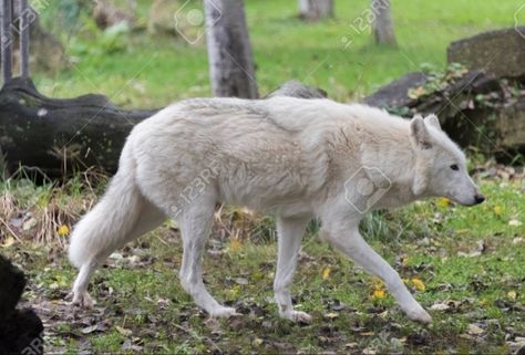 Walk Reference, Wolf Side View, Wolf Reference, Wolf Walking, Wolf Poses, Carnivorous Animals, Walking Poses, Wolf Running, Wolf Husky