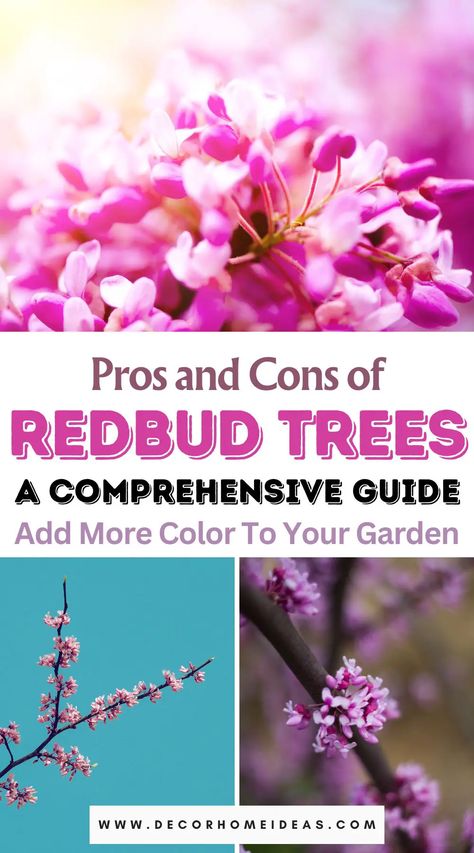 Explore the full spectrum of Redbud trees with a comprehensive list of their advantages and disadvantages. Make informed decisions for your landscape as we delve into the pros and cons of these vibrant beauties. Rising Sun Redbud, Easy Landscaping Front Yard, Eastern Redbud Tree, Redbud Trees, White Flowering Trees, Judas Tree, Eastern Redbud, Florida Landscaping, Patio Trees