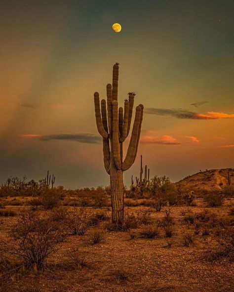 Cactus Desert Aesthetic, Mexican Desert Aesthetic, Western Desert Aesthetic, Desert Grunge, Arizona Aesthetic, Mexico Landscape, Southwest Vibes, Desert Aesthetic, Western Photography