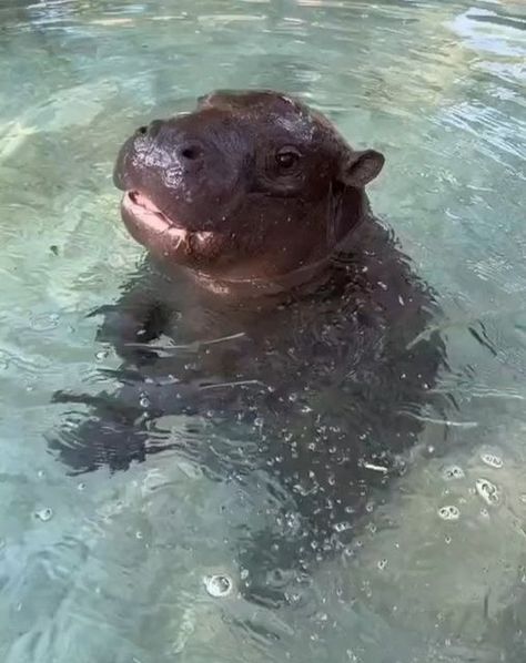 hippo on Instagram: "Baby Hippo Discovers Water 🥰 Look at Beautiful hippos Which one is your favorite post between 1 and 3? 💗 * * * 🎥 Credit: @babyhippoco Tik Tok 🎥 Credit: thesierranicole Tik Tok 🎥 Credit: @babyhippoco Tik Tok * #hippo #hippos #hippolove #hippolife #hippoofinstagram #hipposofinstagram #hippolovers #hipposareawesome #hippo🦛 #hippoworld #hippos🦛 #hippofamily #hippo👀 #hippocute #hippopics #hippodaily #hippolove🦛 #hippograss #hippostagram #hippo💕 #hippoart #hippojungle #hippoqueen #hipposrule #hippolife🦛 #hippolife❤️ #hippopop #hipposurf #hippoart🦛 #hippobabya" Moo Dang, Cute Hippo, Instagram Baby, Hippopotamus, Art Tutorials Drawing, Cute Little Animals, Cutie Patootie, Sea Creatures