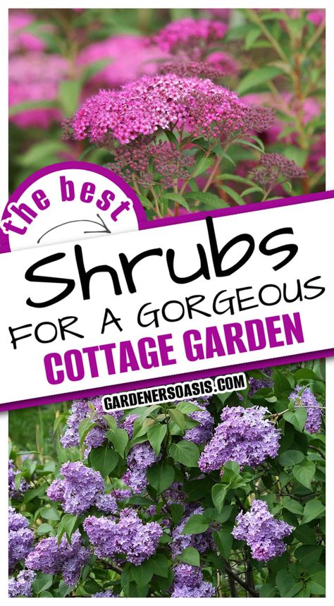 Best Shrubs For A Cottage Garden | Gardening English Cottage Gardens, Garden Bushes, Shade Loving Shrubs, French Hydrangea, Rose Fertilizer, Edible Roses, Best Perennials, Cottage Garden Design, Cottage Garden Plants