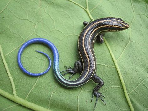 Green Lizard, Small Lizards, Blue Tail, Christmas Island, Human Settlement, Animal Study, Viral Shorts, Pretty Animals, Arte Inspo