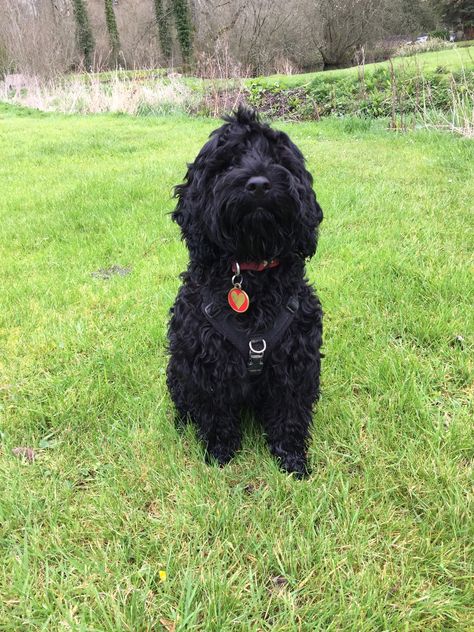 Sybil, our black Cockapoo puppy, aged 5 months Cockapoo Black, Black Cockapoo, Puppy Black, Male Names, Cockapoo Puppy, 2023 Mood, Cockapoo Dog, Cockapoo Puppies, Puppy Images