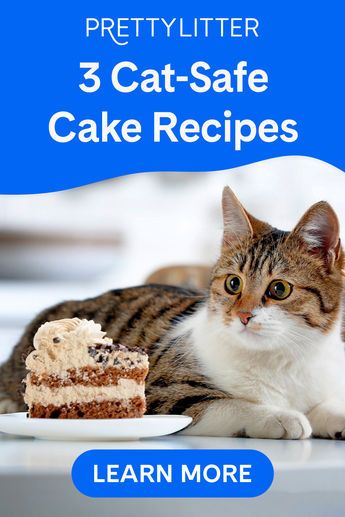 Your cat’s birthday is a fun way to celebrate together, and baking a cat birthday cake is a great way to treat your kitty while still keeping their health in mind. Choose your favorite cat cake recipe and wish your kitty a special happy birthday! Cake Recipe For Cats, 2023 Ads, Diy Cat Treats, Baby Treats, Cat Birthday Cake, Catio Plans, Pet Bakery, Birthday Cake Recipes, Cat Cakes