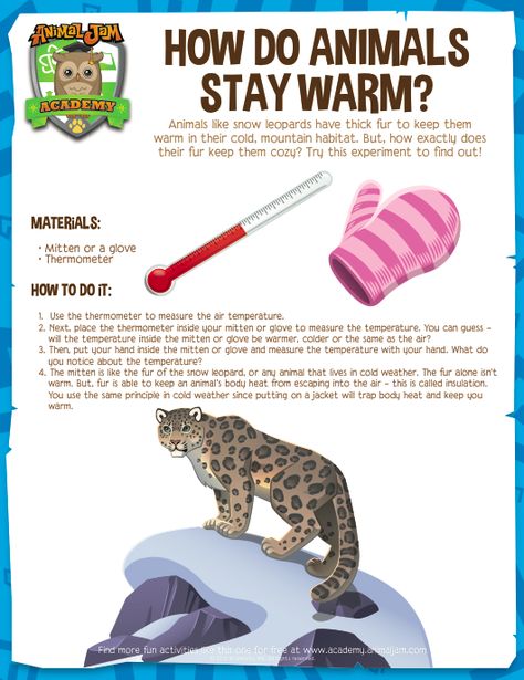 Find out how animals stay warm with this simple experiment! Homeschool Science Experiments, Engineering Art, Animal Adaptations, Science Club, Science Projects For Kids, Educational Content, Animal Science, Animal Jam, Animal Activities