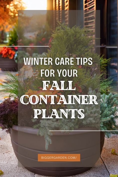 Get ready for winter with these tips for protecting fall container plants. This guide covers strategies for insulating pots and caring for planters, ensuring your favorite plants survive the frost and return strong next season. Outdoor Potted Plants, Fall Container Plants, Fall Pots, Plants Tips, Fall Containers, Pots And Planters, Container Plants, Winter Is Coming, How To Make Your