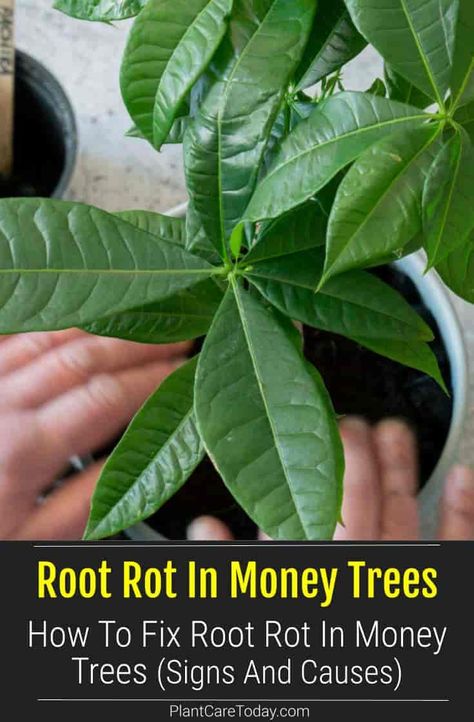 Money trees are tropical broadleaf tree species that is susceptible to root rot. Learn the signs of Pachria root rot and the solutions to treat it. How To Repot A Money Tree Plant, How To Propagate Money Tree Plant, How To Clean Plant Roots, Root Rot Houseplant, Planting Bare Root Fruit Trees, Money Tree Plant Care, Plants 101, Spider Plant Babies, Drought Tolerant Trees