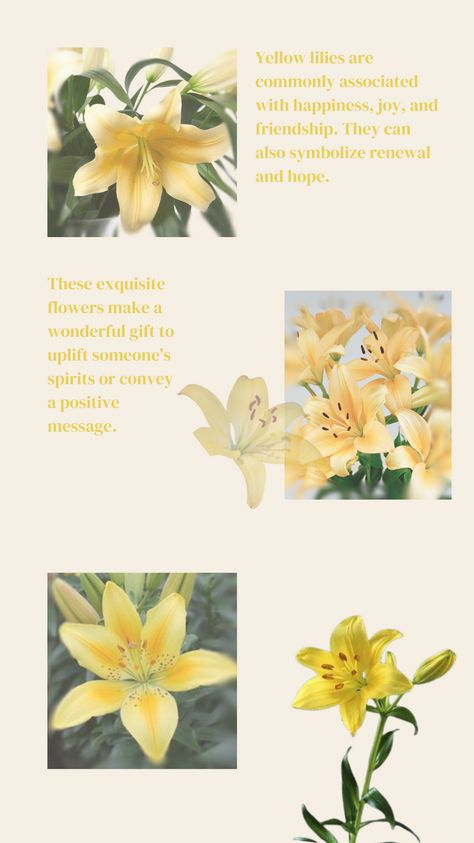 Yellow Lily Flower Yellow Flowers Meaning, Lily Meaning Flower, Lily Flower Aesthetic, Yellow Lily Flower, Lily Meaning, Lillies Flowers, Yellow Flower Wallpaper, Yellow Lilies, Green Bedroom Walls