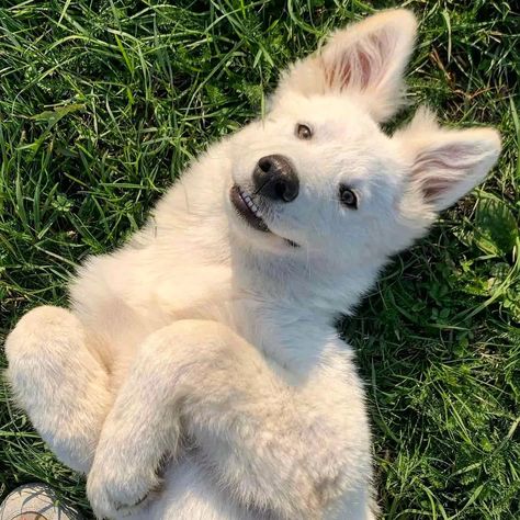 White Swiss Shepherd Dog, White Gsd, Haski Dog, Swiss Shepherd, White Swiss Shepherd, White Husky, White Shepherd, White German Shepherd, White Dog