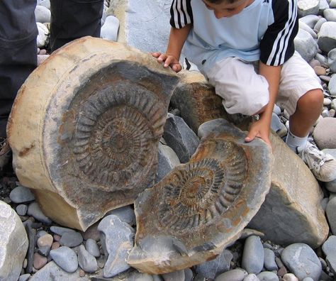 Ammonite fossil inside a stone. Fossil Bones, Rocks And Fossils, Geology Rocks, Ammonite Fossil, Dinosaur Fossils, Beautiful Rocks, Prehistoric Creatures, On The Rocks, Prehistoric Animals