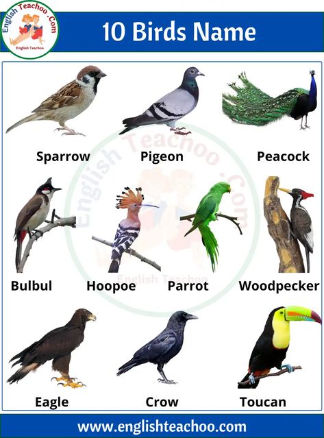 10 Birds Name in English with Pictures 1 Birds Chart For Kids, Birds Name With Picture, Birds Name List, Animals Name With Picture, Birds Name, Oviparous Animals, Names Of Birds, Earth Animals, Animals Name In English