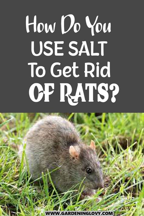 Get Rid Of Rats In Yard, How To Get Rid Of Rats In The House, How To Get Rid Of Rats, Homemade Rat Poison, Natural Rat Repellent, Killing Rats, Get Rid Of Rats, Rat Infestation, Small Rat