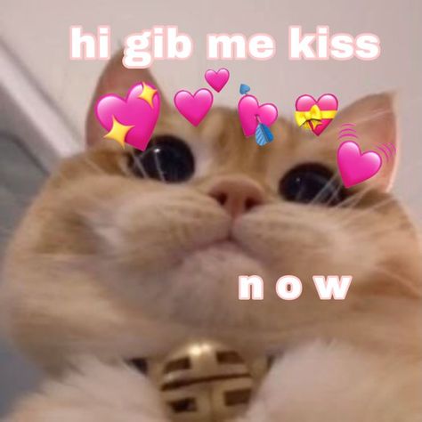 Cute Wholesome Pictures, Cat Wholesome, Cats Wholesome, Cat Memes Love, Love Me Meme, Wholesome Cat, Cute Wholesome, Cat Memes Funny, Memes Cute