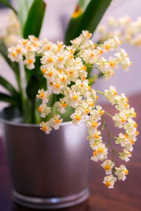 Oncidium Twinkle, Oncidium Orchid, Year Round Flowers, Plant Parenthood, Oncidium Orchids, Amazing Plants, Green Orchid, Orchid Garden, Special Flowers