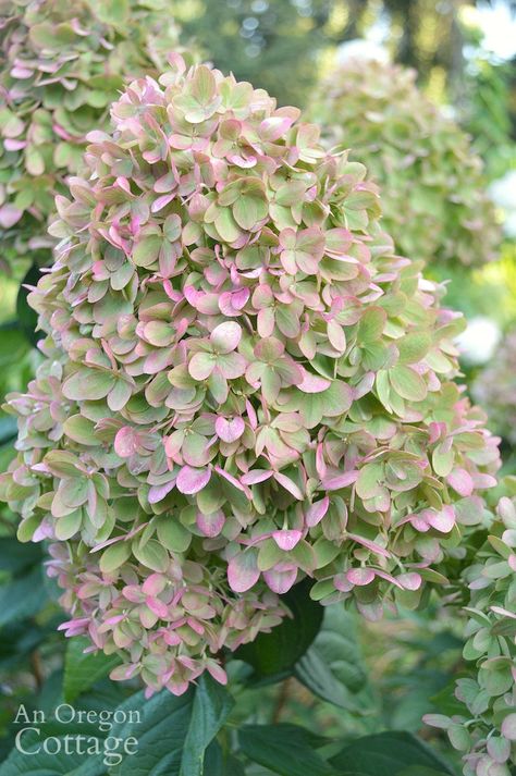 Pink And Green Hydrangea, Garden Colour Schemes, Bright Fall Wedding, Lime Hydrangea, Little Lime Hydrangea, Cottage House Ideas, Oregon Cottage, Garden Hydrangea, Cut Garden