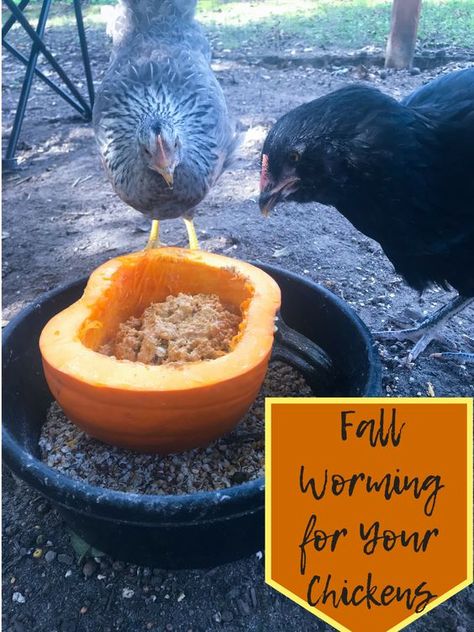 Fall Worming for Chickens, Does It work? | BackYard Chickens - Learn How to Raise Chickens Pumpkin For Chickens, Meal Worms For Chickens, Chicken Feed Diy, Chickens In The Winter, Chicken Mama, Meat Birds, Chicken Raising, Chicken Coop Garden, Raising Chicks