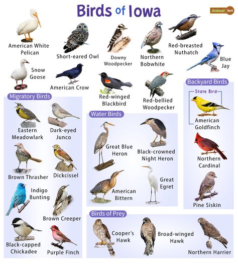 List of Common Birds Found in Iowa – Facts with Pictures Galapagos Islands Animals, Birds Species, Omnivorous Animals, Different Types Of Birds, Oviparous Animals, Poisonous Animals, Melanistic Animals, Backyard Birds Watching, Animals That Hibernate