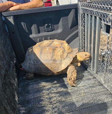 Biscuit, a 100-year-old African spurred tortoise, was reunited with his family after he was found in distress in a waterway. Dublin Zoo, Sulcata Tortoise, San Diego Zoo, In Distress, Animal Control, Usa Today, Animal Shelter, Tao, Louisiana