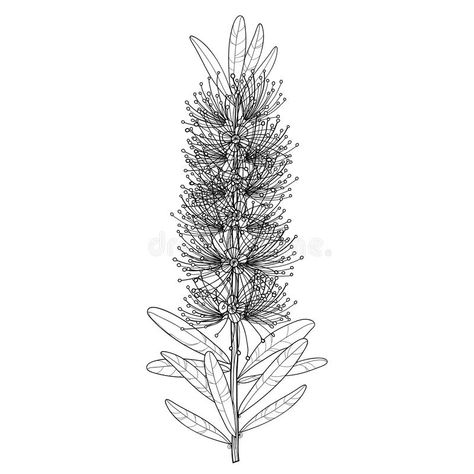 Vector branch with outline Callistemon or Bottlebrush flower bunch and leaves in black isolated on white background. Ornate Australian native plant Bottlebrush royalty free illustration Bottlebrush Tattoo, Kookaburra Tattoo, Bottlebrush Flower, Fam Tattoo, Neck Tattoo Cover Up, Bottlebrush Plant, Botanical Art Drawing, River Songs, Shoulder Cap Tattoo