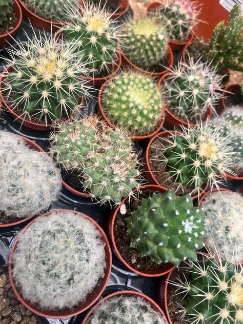 Garden cnetre cactus. Baby cactus. Cacti. Cacti Aesthetic, Cactus Aesthetic, Baby Cactus, Mini Cactus, Cactus And Succulents, Cactus, Vision Board, Plants, Quick Saves